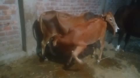 little calf Drinking Milk || calf drinking milk from bottle || baby calf drinking milk