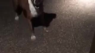 Brown dog excited that owner opens door