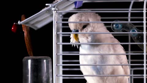 Canary scratching its head in a cage - With great music