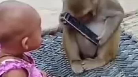 monkey funny video hahaha,,,..