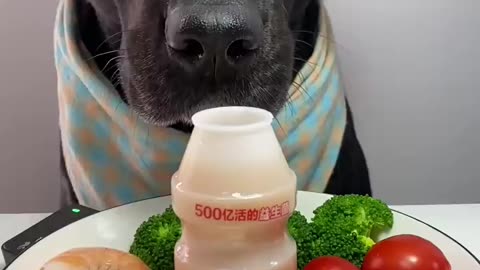 Mommy's favorite yogurt drink, cute pet debut plan, Labrador, daily life of a silly dog, oh my god,