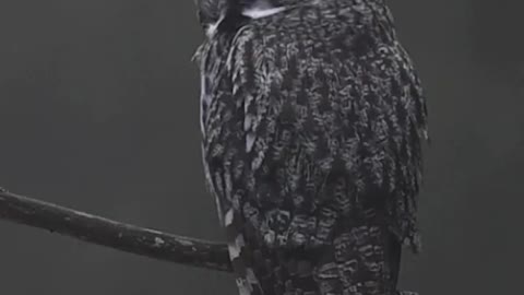 Great grey owl