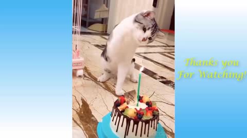 Funny and Cute Cat's Life 👯😺 Videos/ Videos graciosos de gatos y perros.