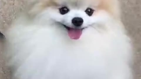 Cute dog forever