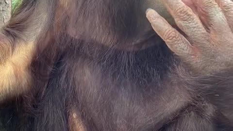 orangutans