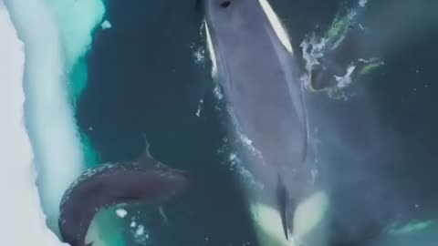 Incredible orca hunt 🤯