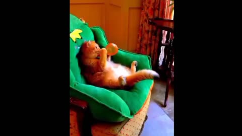 Cute Cats & Kittens 😍😍😍ease Follow Me Funny animals videos