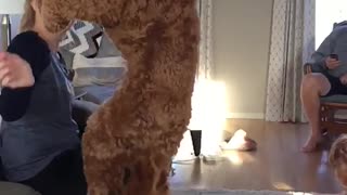 Large fluffy dog misses catch