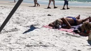 Seagull Snatches Cracker off Sun Tanning Woman