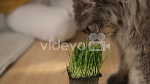 Close Of Of A Domestic Grey Cat Sniffing And Licking Catnip While On Blurred Background Woman Sittin