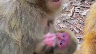 Newborn Baby monkey cute animals