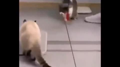 You can't see this funny dancing Cat🐱