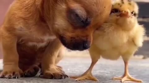 Small puppy and chick