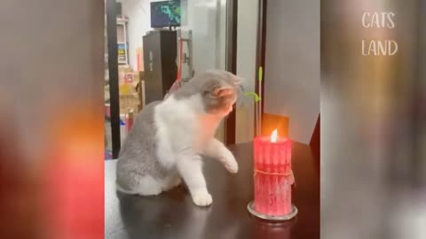 OMG So Cute Cats , Best Funny Cat Videos!!!
