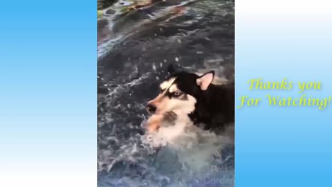 Cute funny doge video