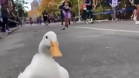 Will the duck be able to run a marathon with humans?