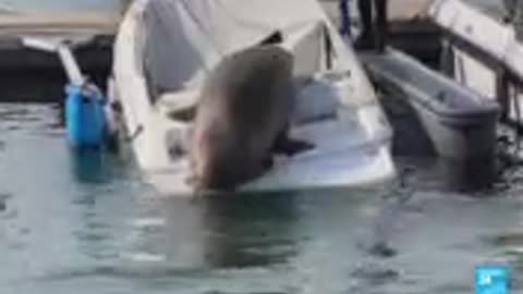 Boat-bending walrus visitor makes a splash in Norway.