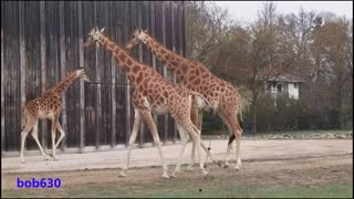 watching #giraffes in a zoo
