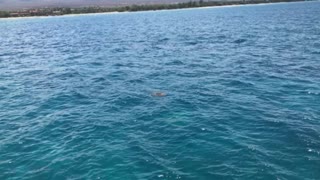 Sea Turtles in Maui