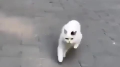 Does your cat walk like this?