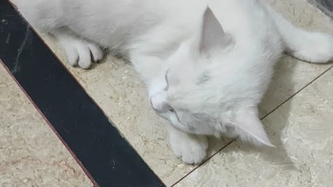 White Cat Sneezing 🤧