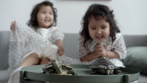 Little kids playing with turtles