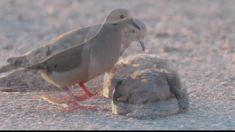 Mourning of a Mourning Dove