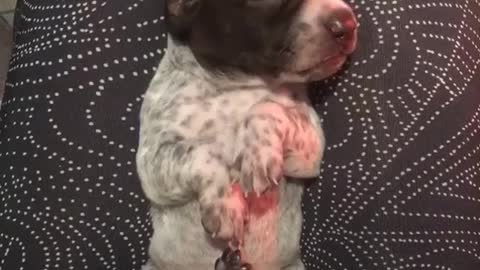 Puppy regrets waking up, goes right back to sleep