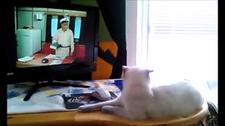 Котёнок смотрит фильм "Полосатый рейс"- kitten watches movie