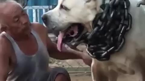 The biggest dog in the world and Its Scary