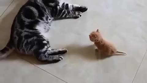 Father cat was angry with his son