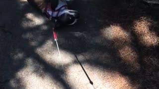 Dog getting dragged by a leash and refusing to walk