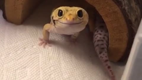a smiling lizard