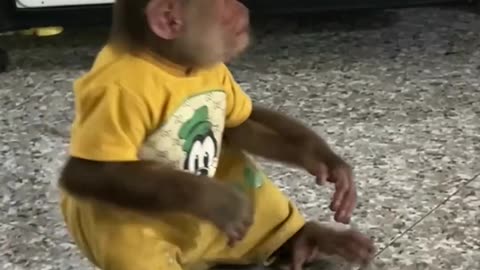 so funny ! Clever cutis monkey steals mom's fruit #babymonkeycutis#shortsvideo