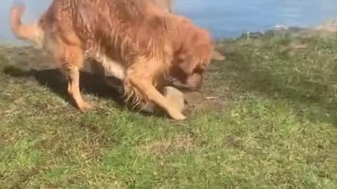 Fantastic Dog finds rock at the bottom of the lake, instantly becomes his favorite toy