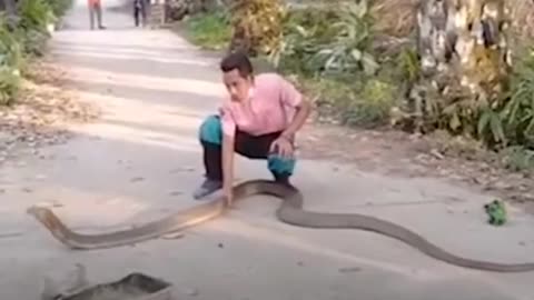 Life hack snake big snake