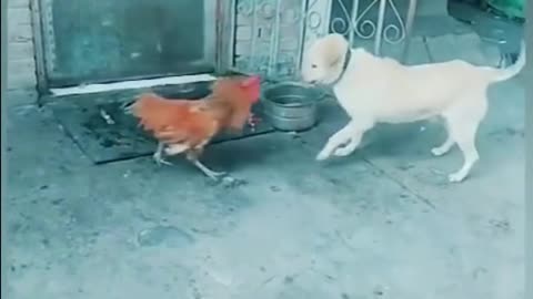 Funny dogs. #funnydogs #funnymoments #shorts