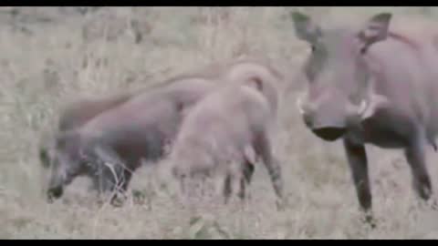 Let's explore the animal planet. Lions vs warthog.