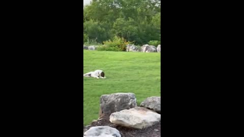 cute dog, kitty & fawn all play together in the backyard and almost choke😂