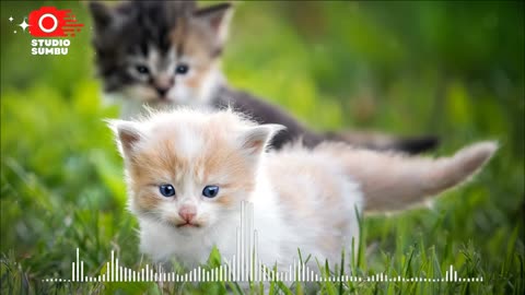 kittens meowing sound effect without copyright | cat sounds for dogs