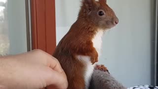 Tintin the Squirrel