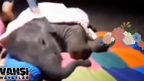 Snug as a Bug: Baby Elephant Cuddles Up to Get Some Shut-Eye