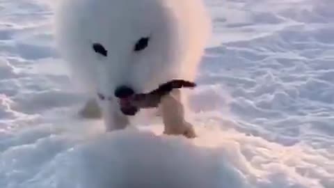 Snow White Arctic Fox