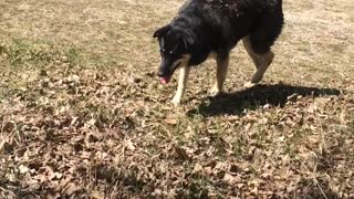 Masked Alaskan Malamute At Play In The Grass