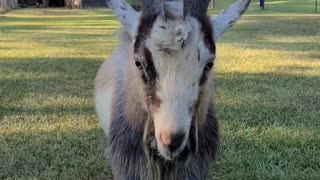 Looks like this goat wants to dance battle