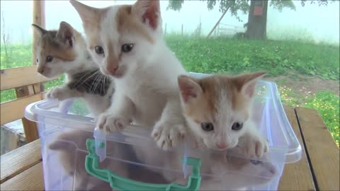 Kittens meowing (too much cuteness) - All talking at the same time!