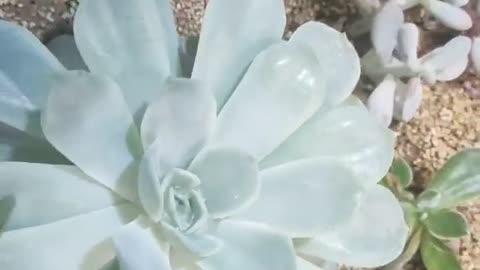 Crystal clear succulent