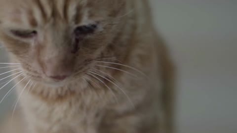 Close up of doctor examining adorable cute obedient ginger cat