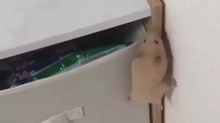 Little Hamster makes a successful raid on huge bedside with different stuff