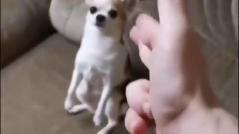 Top Funny Cute Dog Videos